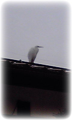 前の家の屋根にいる白鷺