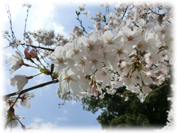 谷津観音堂の桜