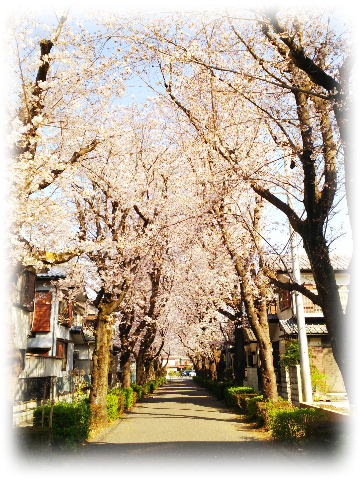 今朝の桜並木