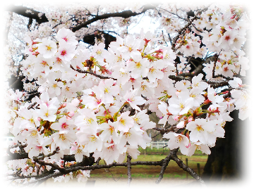 無線山の桜