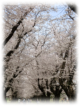 無線山の桜