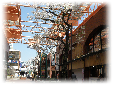 モンシェリーの桜